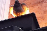 外国人「こいつ強敵のオーラがあるな…って鳥を集めてみた」