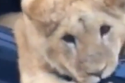 かわいい猫ちゃんと車でドライブ。大きな猫を窓からこんにちはしている車。海外の反応