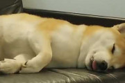 柴犬さん、舌出してお昼寝中。体のビクビクが止まらない…（海外の反応）