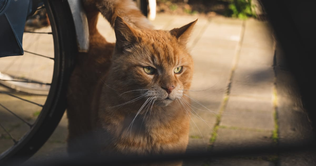 日本の「ニンゲンに心を許さない野良猫集団のおにぎり」が可愛すぎて食べられない！【台湾人の反応】 | 海外の反応アンテナ
