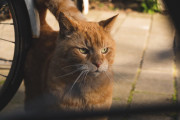 日本の「ニンゲンに心を許さない野良猫集団のおにぎり」が可愛すぎて食べられない！【台湾人の反応】