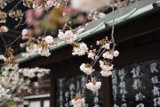 「は」と「が」はどう使い分けるの？「やっと理解できた！」「日本語は本当に難しい」海外の反応