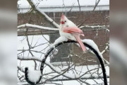 【海外】雪の庭に現れた「トロピカル」な鳥。その真実は想像以上に驚きの展開！