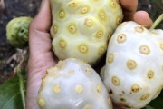 外国人「今まで食べた中で最も珍しいフルーツは何だった？」