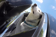 車が大好きなシベリアン・ハスキーと公園へお出かけ！帰りにはソフトクリームも買って貰って嬉しそう！