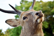 韓国人「日本の奈良公園の近況をご覧ください・・・」