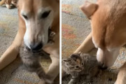 子猫の世話をするパパ犬？！保護猫たちのお世話が大好きな里親ワンちゃんの優しさにほっこり♪
