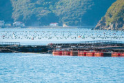 韓国人「韓国が日本に依存している水産物をご覧ください」→「食べない魚に追加・・・」「食べようと思ってたのに（泣）」