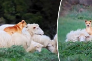 これはらくちん。羊の上に乗ってくつろぐことを覚えてしまった、チャッカリ牧羊犬（イタリア）