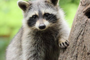 海外「日本人はアライグマの怖さを知らなかったの！？」動物園をねぐらにした怪盗が話題に