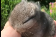 可愛さの究極系？あらゆる動物の赤ちゃん動画を一つに！海外の反応