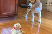 動くおもちゃに興味津々なビーグル犬→おもちゃがジャンプすると「ビクッ！」どんどん距離が離れていくのが可愛い！