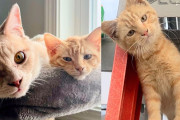 【海外】庭のガーデンセンターに住み着いた子猫が、家族を見つけちゃった！うちの猫もお手伝いしちゃったよ！