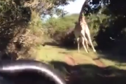 急がないと奴が来る！背後から迫りくる巨大な動物の迫力がさながらジュラシックパーク。海外の反応
