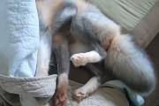 犬と猫を合わせたような動物？顔を隠している尻尾もふもふのこの動物なーんだ！！