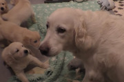 「ゴールデン・レトリバーのお母さんはこうします」落ち着きのない子犬たちを瞬時に落ち着かせる方法