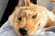 頭の真ん中に耳がひとつ、それでも元気に育っているゴールデン・レトリバーの子犬