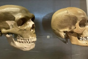 【海外】「なぜネアンデルタール人の顔は私たちとこんなにも違ったのか？最新研究で明らかにした驚きの理由」