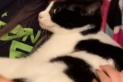 お前が好きなんだ・・・。猫が家族で一番好きな人を決めるとき。海外の反応