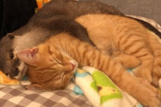 日本で撮影された「子猫を抱かないと眠れないカワウソ」の動画が可愛すぎると海外大感動
