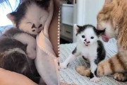 【海外】成長が遅い子猫、先輩たちの応援で大きく羽ばたく！