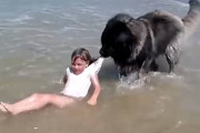 「おっと危ない」波に押された女の子の服を引っ張り浜辺へと引きずり上げる大型犬