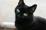 海外「猫好きはいつの時代も変わらないね」日本最古の飼い猫記録と言われる宇多天皇が飼い猫について書き記した手記を見た海外の反応
