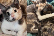 【海外】「道端で見つかった歩けない子猫を救助！その後、感動の再起を見守る」