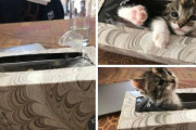 外国人「犯罪的なほど小さい子猫を集めてみた！やっぱり可愛すぎる！」