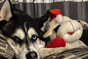 ハスキー犬が恋した羊のぬいぐるみ。外出時は真っ先に会えるよう玄関前に必ず運ぶ