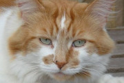 世界最高齢の猫、32歳の誕生日を迎える前に亡くなる(´；ω；｀)