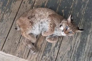 【海外】捨てられたボブキャットの子猫が男性にアピール！心温まる里親探しの物語
