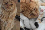【海外】「優雅なたてがみとやさしい心を持つ猫を救った！彼が夢見た幸せな生活とは？」