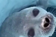 アザラシの鼻は…水を飲まないようにこんな風に機能している