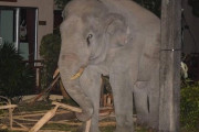 民家を荒らしに来た野生のゾウ、猫にものすごく怒られ追い払われるwwww
