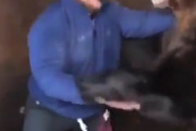 ヒグマと人間がレスリング！？これ見てて凄くハラハラするんだけど･･･　海外の反応