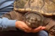 投稿者「私のペットのスッポンを見て」ネット「それカメだよｗｗｗｗ」