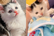 【海外】閉店間際に保護猫を迎え入れたら、感謝の気持ちで大興奮の瞬間！