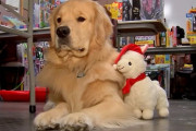【史上最悪の汚職】警察犬、子供のために寄付されたおもちゃを我が物顔で盗み出す事件発生wwwww