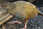 お腹がすきすぎて...サバイバル番組の出場者が絶滅危惧種の鳥を食べてしまう