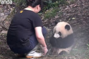 飼育員さんの足に手を伸ばして水浴びに誘うも、断られてしまいションボリするパンダの子供