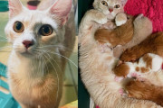 【海外】「家のドアを叩いた猫、家に入るや否や子猫を次々とお届け！驚きの真実とは？」