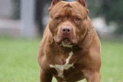 アメリカ人「世界ではピットブルって凶暴な犬が社会問題になってないの？」