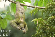 「ウンチは週1回」ナマケモノはノロマなのになぜ生き延びている？ 海外の反応