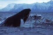 ノルウェーが商業捕鯨で世界一に！なぜ日本だけがいつも批判されるのか？　海外の反応