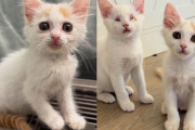 【海外】盲目の子猫と兄猫が新たな世界を冒険！出会う猫たちを魅了する感動ストーリー