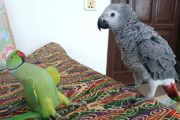 インコとヨウムが初めて対面したらインコだけテンション上がっちゃった！