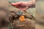 【海外】オレンジ色の不思議な生き物を発見！まさかのレア動物の正体とは？