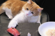 猫用の寿司がガチで美味しそう！外国人「猫と寿司？好きの二倍じゃん！！！」