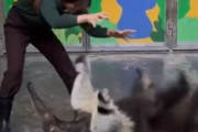 「アリクイって人間と遊ぶと、こんな動物だったんだ…」犬みたいにじゃれ付く
